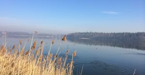 Foto-dnia: Staw Zabrzeszczak