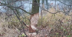 W Czechowicach-Dziedzicach zadomowiy si bobry - zdjcia